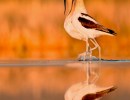 Go West at Gallery Los Olivos
