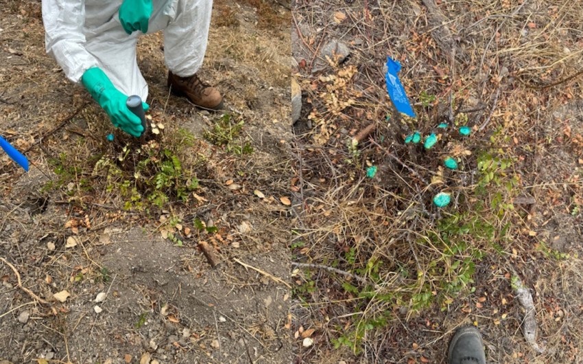 Roundup Use in Santa Barbara Raises Eyebrows