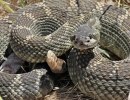 As Snake Sightings Increase Across California, Dog Trainers Promote Prevention