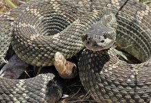 As Snake Sightings Increase Across California, Dog Trainers Promote Prevention