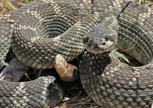 As Snake Sightings Increase Across California, Dog Trainers Promote Prevention