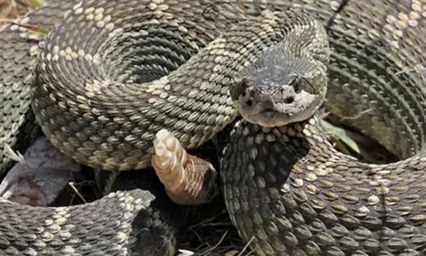 As Snake Sightings Increase Across California, Dog Trainers Promote Prevention