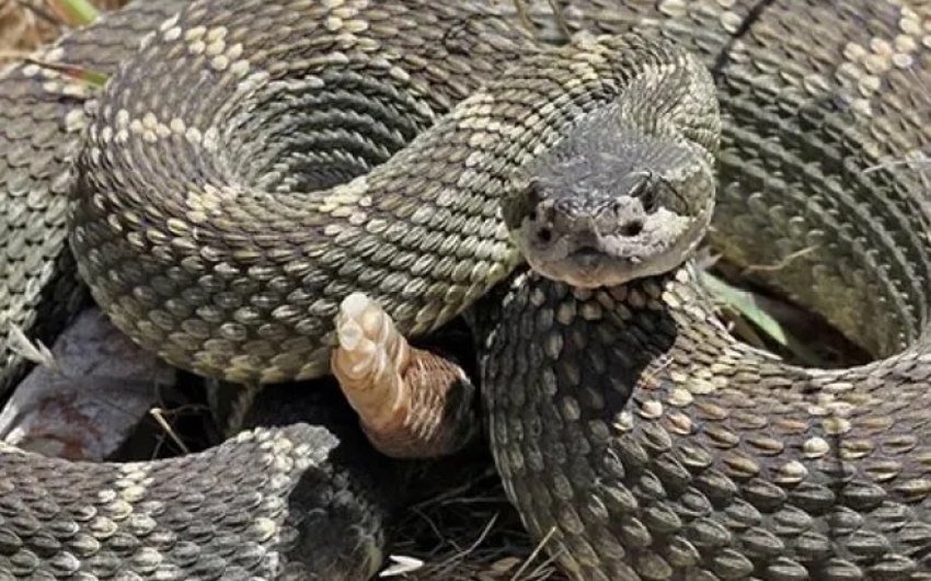 As Snake Sightings Increase Across California, Dog Trainers Promote Prevention