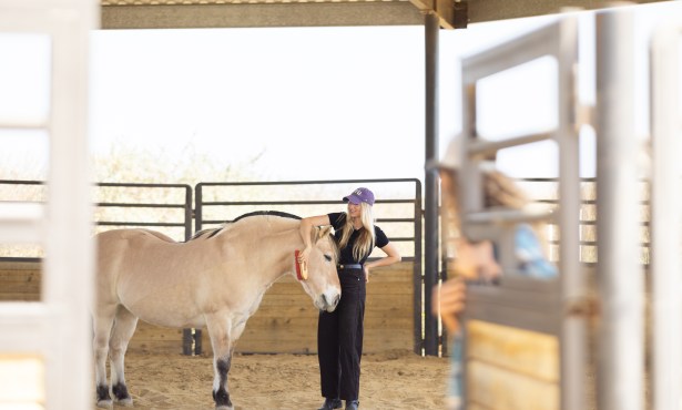 Healing with Horses in a Santa Barbara Corral