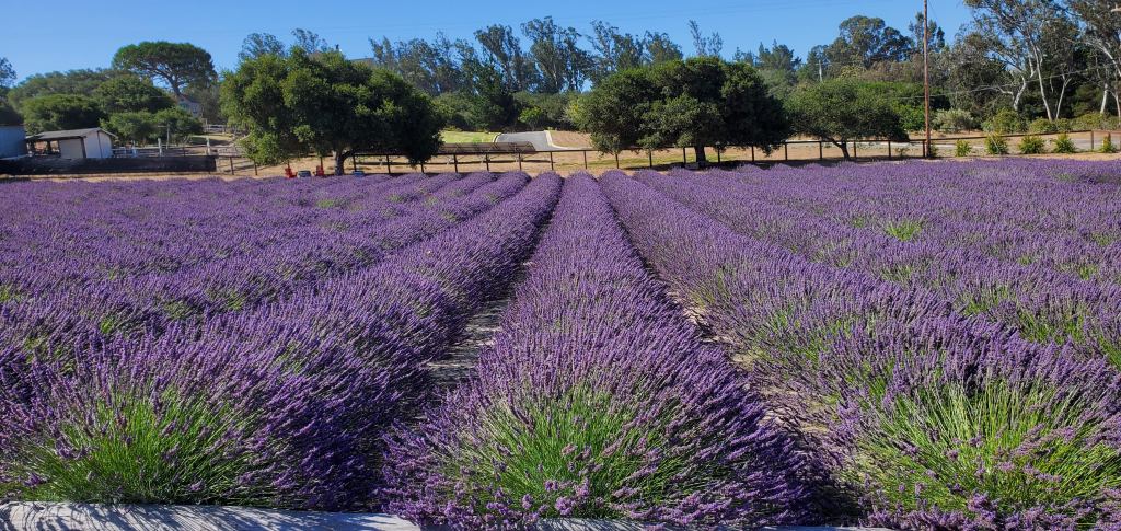 Salute Summer At Santa Rita Hills Lavender Farm In Lompoc, California ...