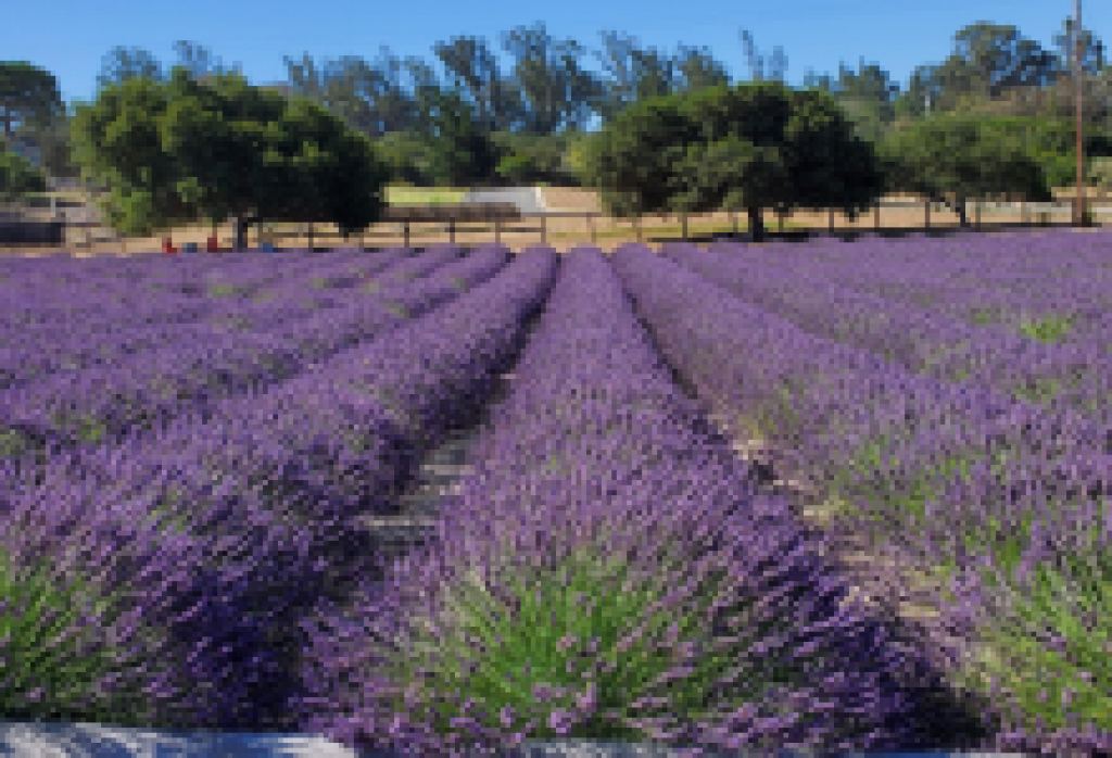 Salute Summer At Santa Rita Hills Lavender Farm In Lompoc, California 
