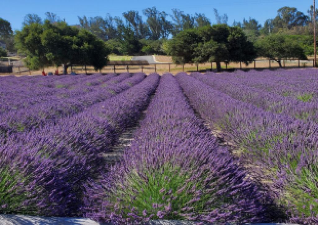 Salute Summer At Santa Rita Hills Lavender Farm In Lompoc, California 