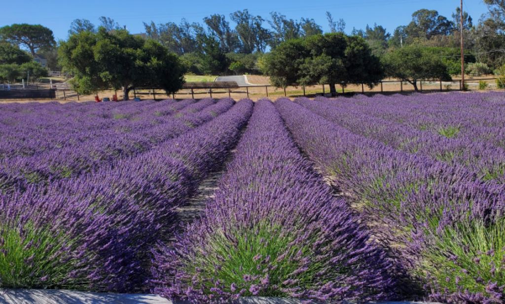 Salute Summer At Santa Rita Hills Lavender Farm In Lompoc, California 