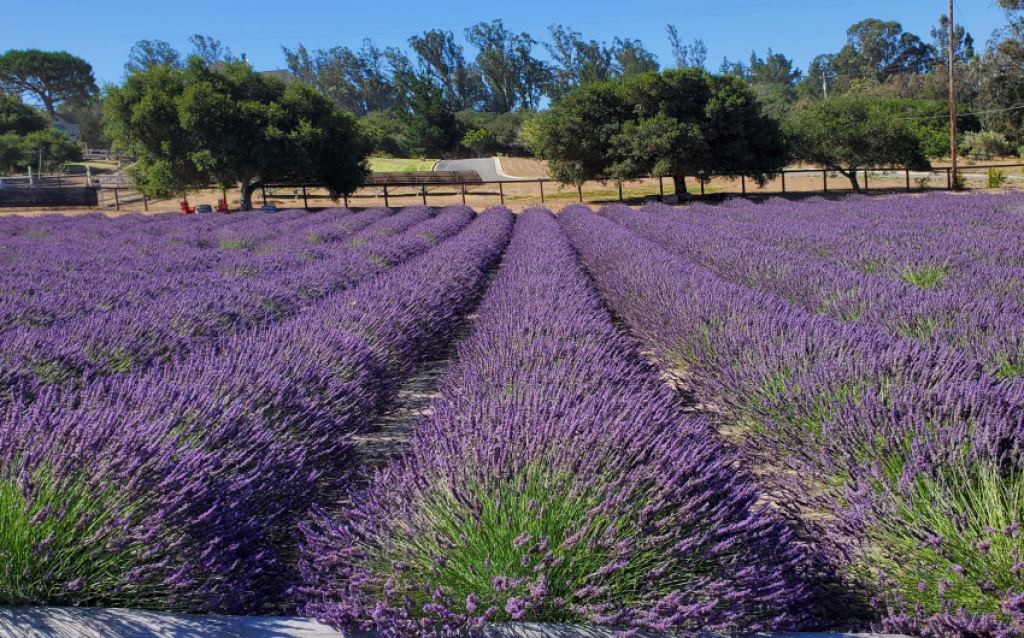 Salute Summer At Santa Rita Hills Lavender Farm In Lompoc, California 