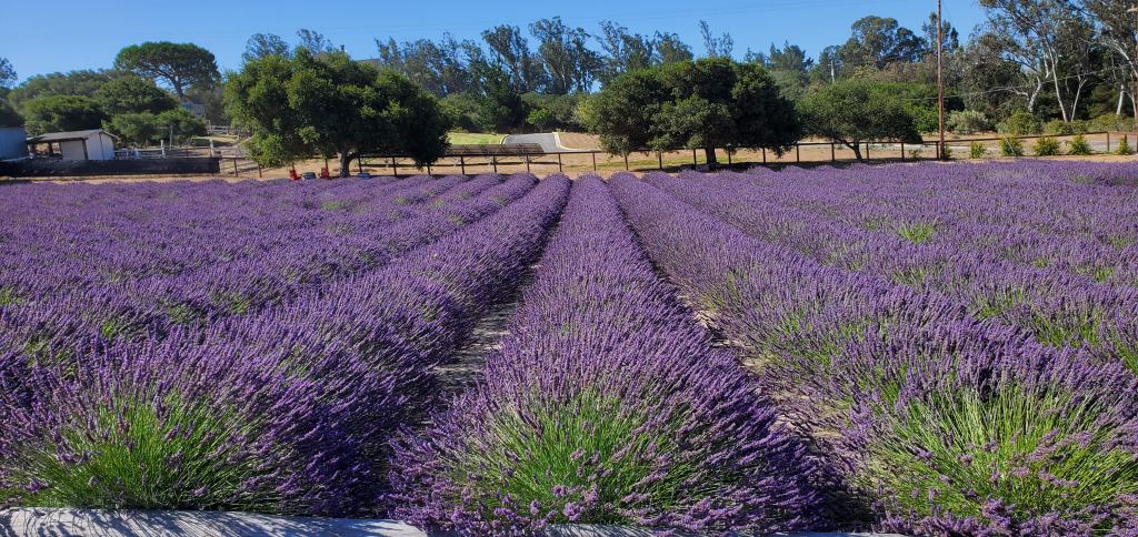independent.com - Indy Staff - Salute Summer At Santa Rita Hills Lavender Farm In Lompoc, California