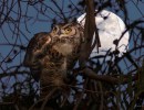 The Owls of the Mesa