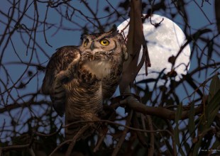 The Owls of the Mesa