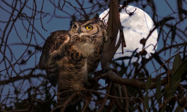 The Owls of the Mesa