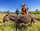 $1 Million Still Available for Vineyard Pollinator Habitat Grants