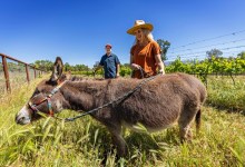 $1 Million Still Available for Vineyard Pollinator Habitat Grants