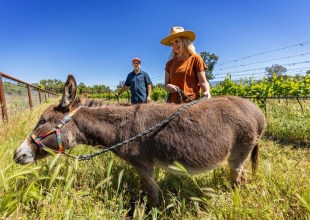 $1 Million Still Available for Vineyard Pollinator Habitat Grants