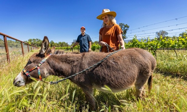 $1 Million Still Available for Vineyard Pollinator Habitat Grants