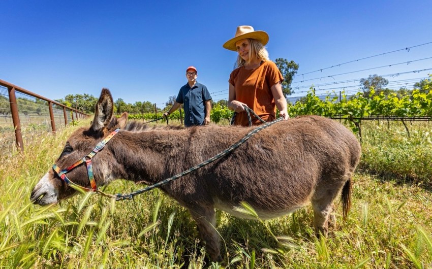 $1 Million Still Available for Vineyard Pollinator Habitat Grants