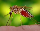 Two Types of Aggressive ‘Ankle Biter’ Mosquitoes Invade Santa Barbara County