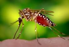 Two Types of Aggressive ‘Ankle Biter’ Mosquitoes Invade Santa Barbara County