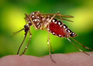 Two Types of Aggressive ‘Ankle Biter’ Mosquitoes Invade Santa Barbara County