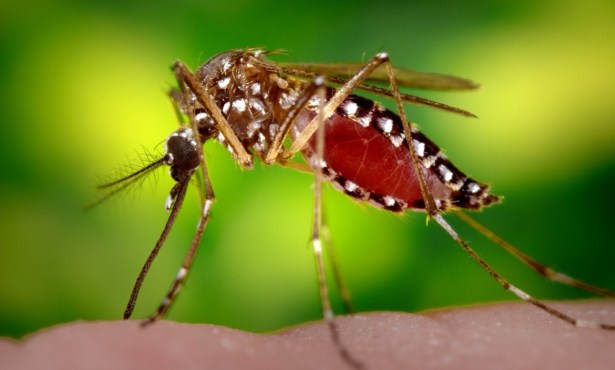 Two Types of Aggressive ‘Ankle Biter’ Mosquitoes Invade Santa Barbara County