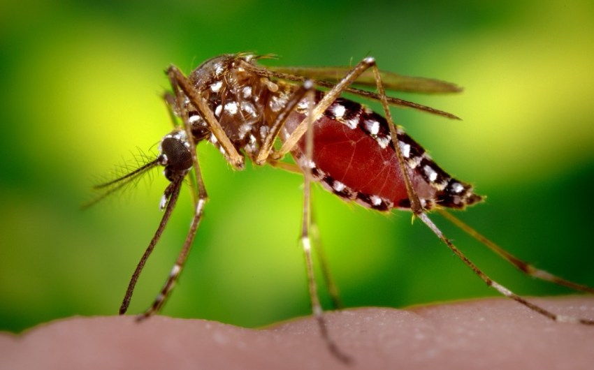 Two Types of Aggressive ‘Ankle Biter’ Mosquitoes Invade Santa Barbara County