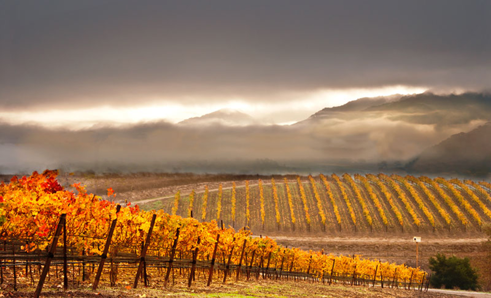independent.com - Matt Kettmann - Sharpening the Focus at Pence Vineyards