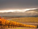 Sharpening the Focus at Pence Vineyards