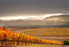 Sharpening the Focus at Pence Vineyards