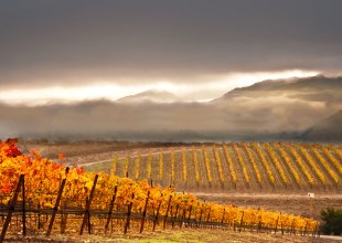 Sharpening the Focus at Pence Vineyards
