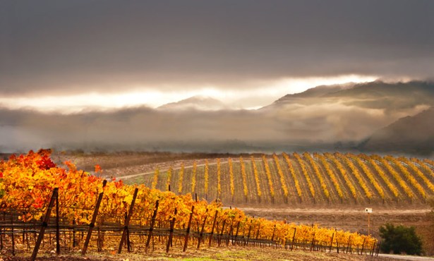 Sharpening the Focus at Pence Vineyards