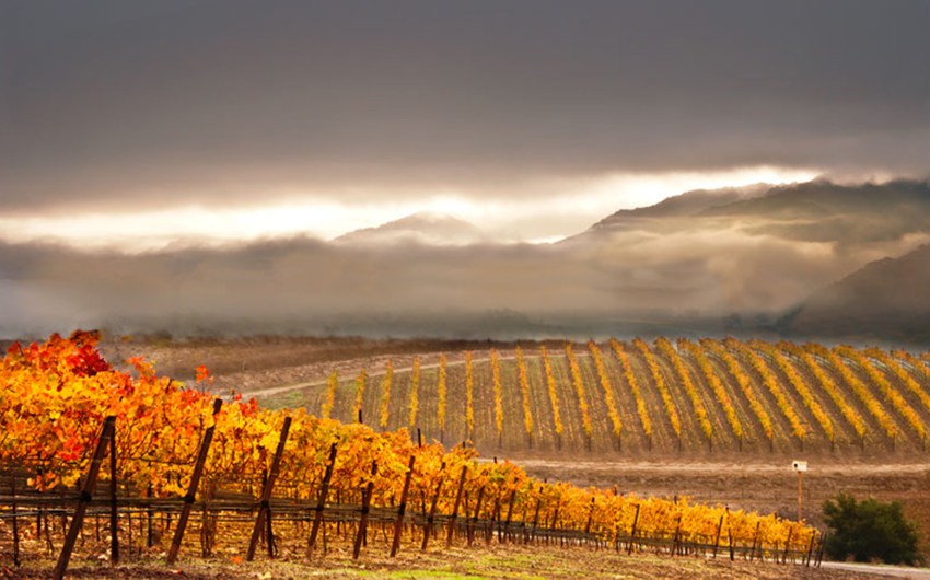 Sharpening the Focus at Pence Vineyards