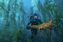 Experts Weigh In on ‘Super’ El Niño, the Blob, and Sea Life