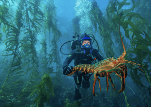 Experts Weigh In on ‘Super’ El Niño, the Blob, and Sea Life