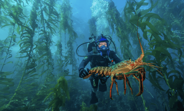 Experts Weigh In on ‘Super’ El Niño, the Blob, and Sea Life