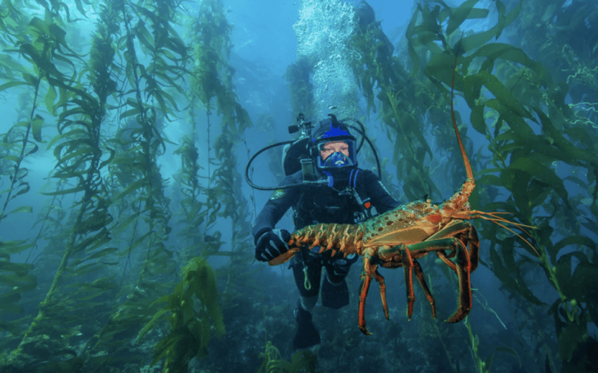 Experts Weigh In on ‘Super’ El Niño, the Blob, and Sea Life