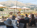 Summer After Hours at Zaca Mesa Winery