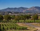 Exploring New Whites and Reds at Gainey Vineyard