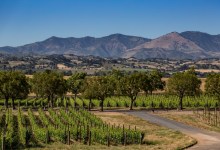 Exploring New Whites and Reds at Gainey Vineyard