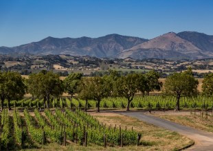 Exploring New Whites and Reds at Gainey Vineyard