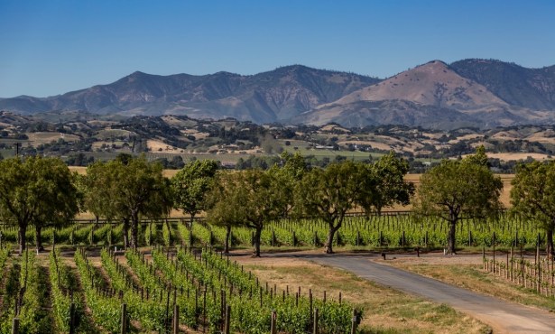 Exploring New Whites and Reds at Gainey Vineyard