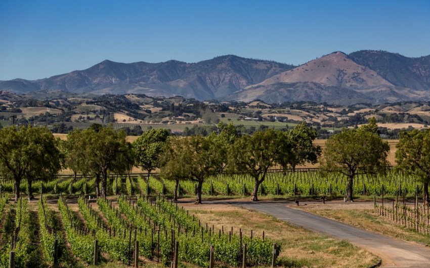 Exploring New Whites and Reds at Gainey Vineyard