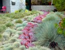 Native and Ornamental Grasses For Your Garden