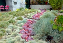 Native and Ornamental Grasses For Your Garden