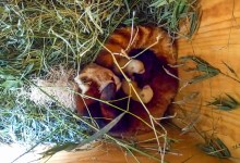Baby Animal Alert: Red Panda Cubs Born at Santa Barbara Zoo