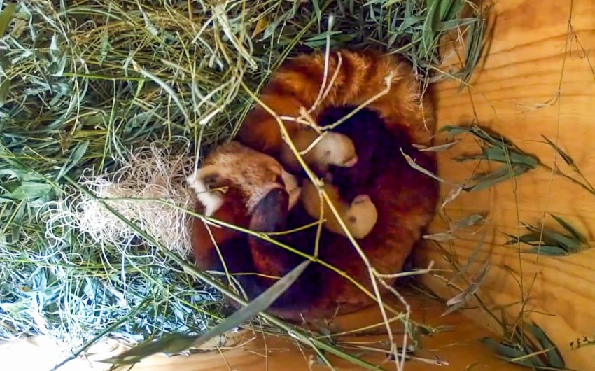 Baby Animal Alert: Red Panda Cubs Born at Santa Barbara Zoo