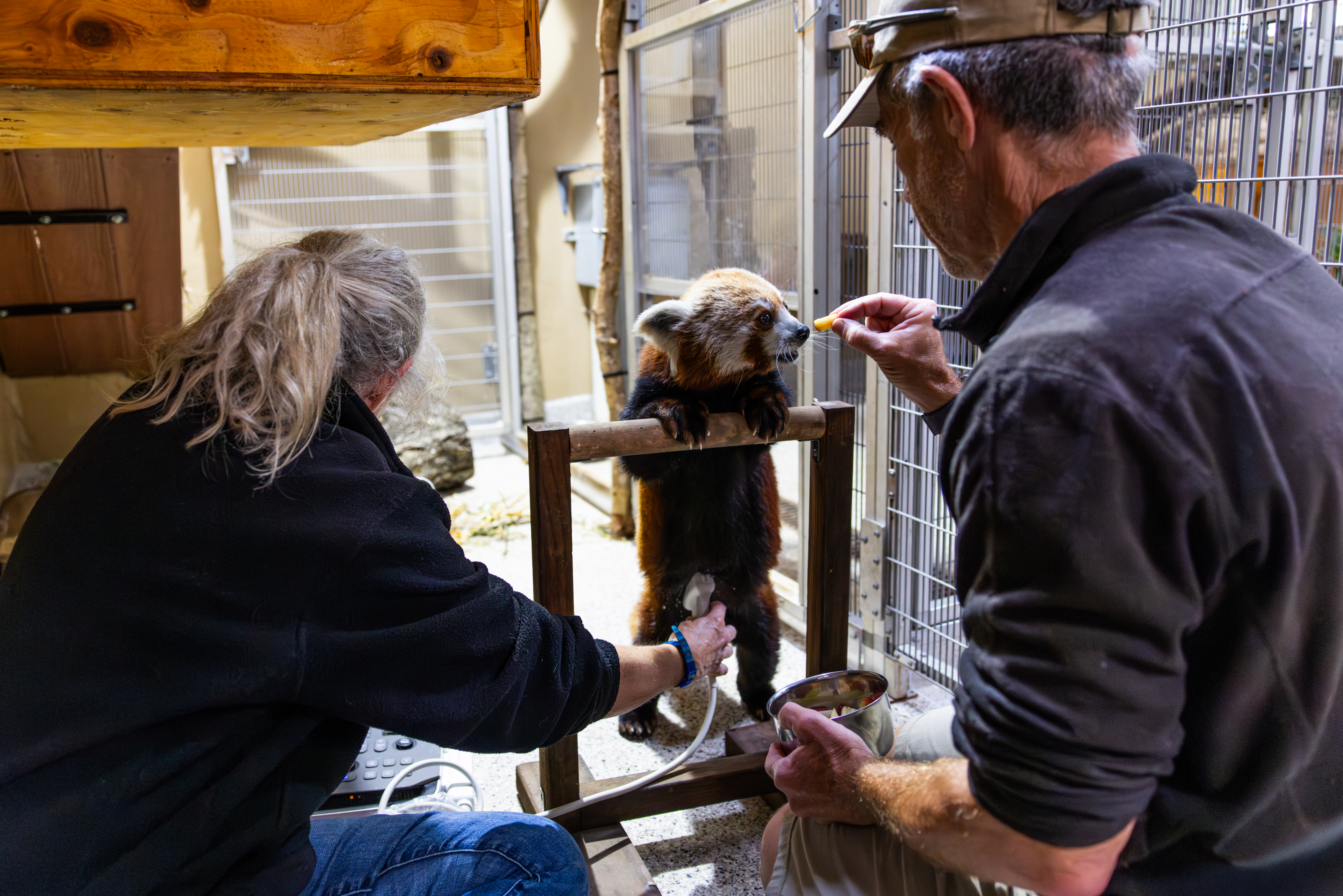Red Pandas and Beyond: Care and Conservation at the Santa Barbara Zoo