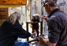 Red Pandas and Beyond: Care and Conservation at the Santa Barbara Zoo