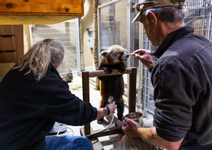 Red Pandas and Beyond: Care and Conservation at the Santa Barbara Zoo